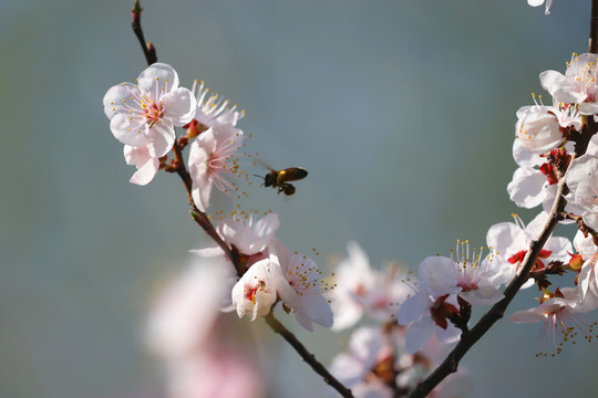 蜜蜂悬停