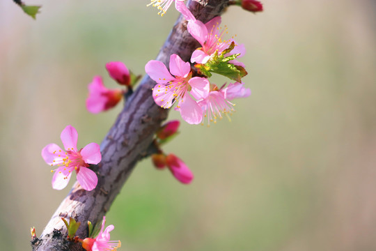 采蜜的蜜蜂