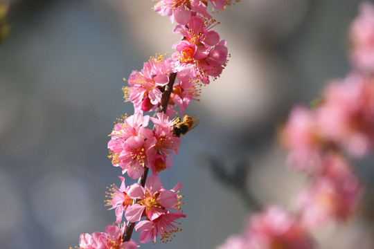 采蜜的蜜蜂