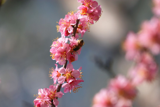 采蜜的蜜蜂