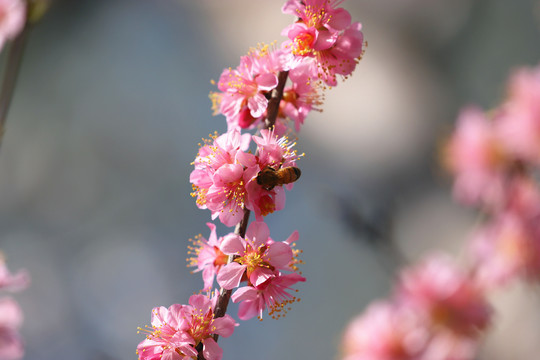 桃花中的蜜蜂