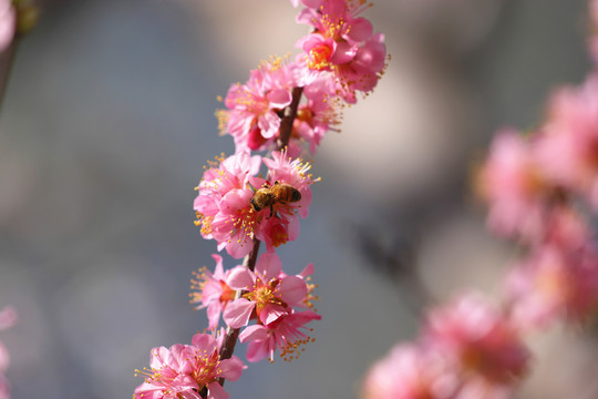 桃花中的蜜蜂