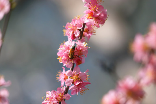 桃花中的蜜蜂