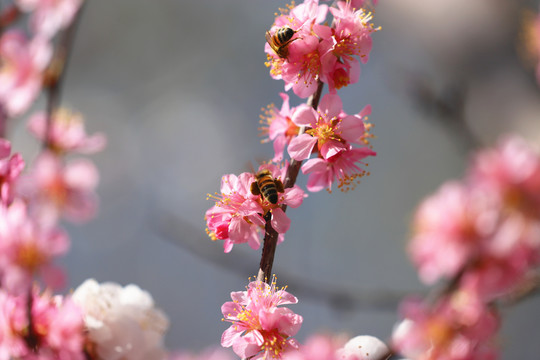 桃花中的蜜蜂