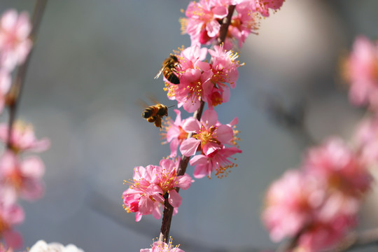 采蜜的蜜蜂