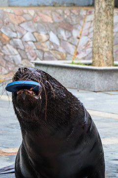 海洋馆海狮