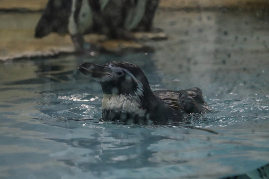 海洋馆企鹅