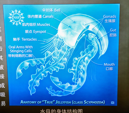 水母的身体结构