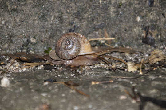 蜗牛的旅途
