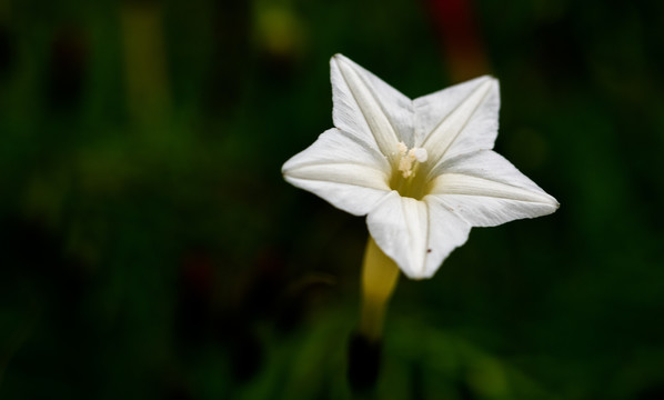 白色的花