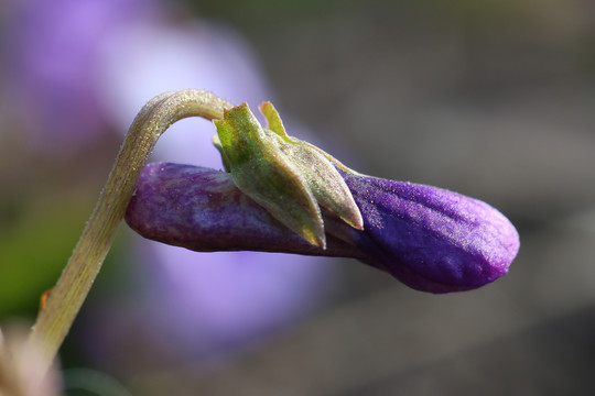 紫花地丁