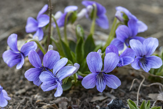 紫花地丁