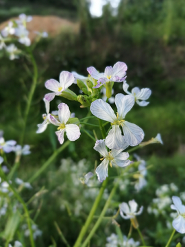 花草