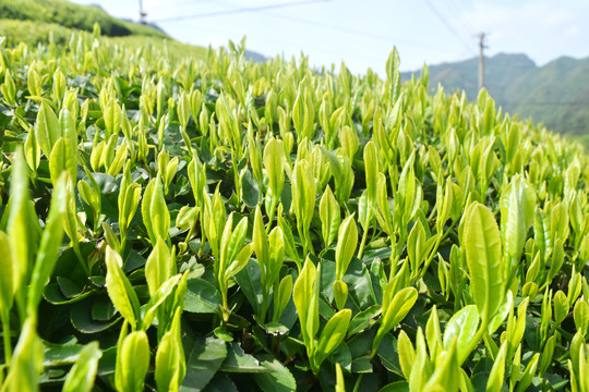 有机茶园