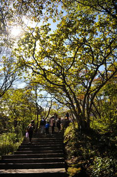 黄山风景