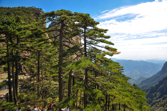 黄山松树