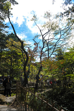 黃山樹