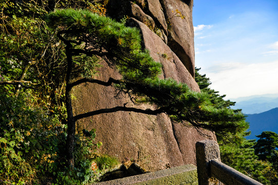 黄山松树