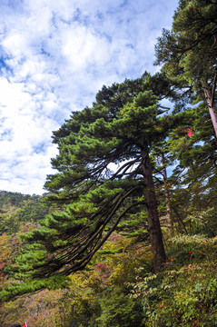 黄山松