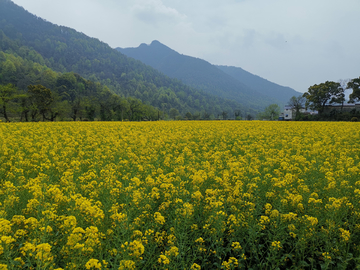 田野里的油菜花