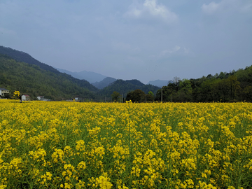 田野里的油菜花