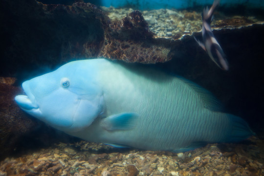 蘭色的魚