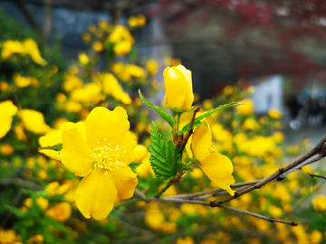 重瓣棣棠花