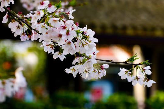 櫻花