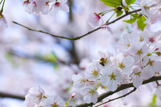 樱花