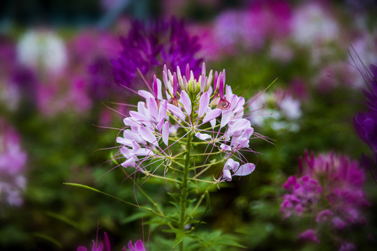 醉蝶花