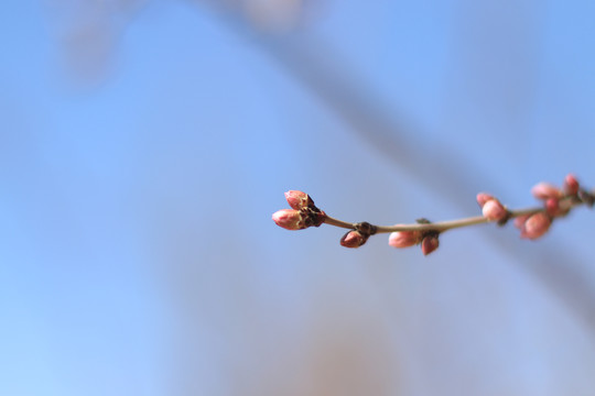 桃花花蕾