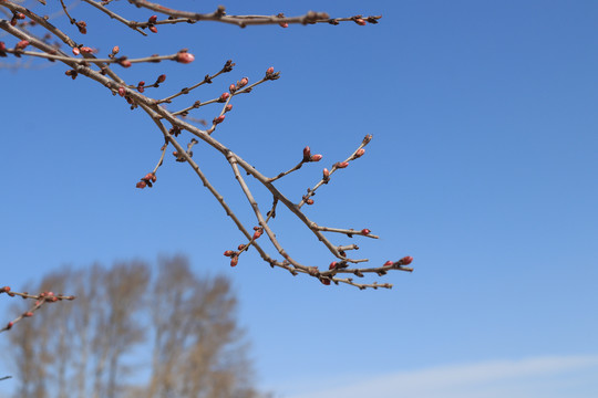 桃花花蕾