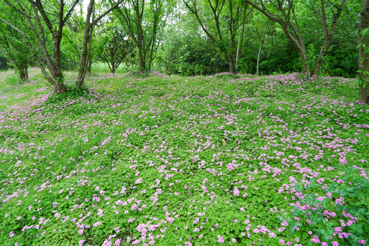 遍地野花