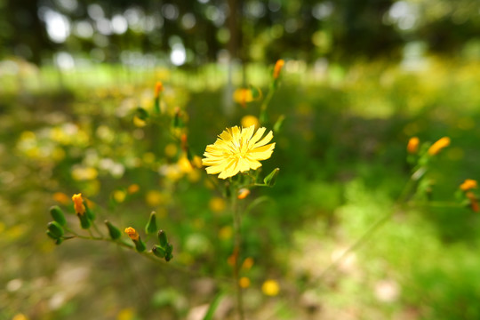 小黄花