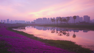 洋湖湿地