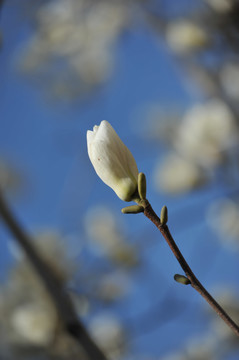 玉兰花