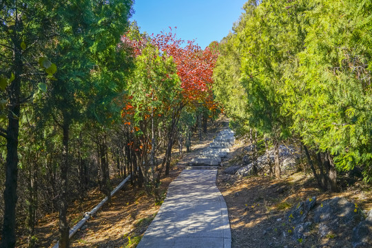 登山步道高清大图