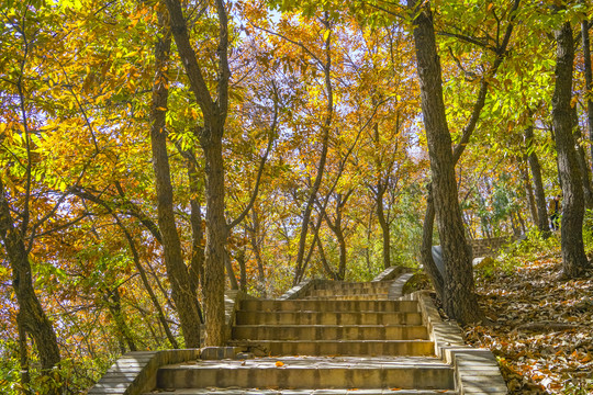 秋天山林步道高清大图