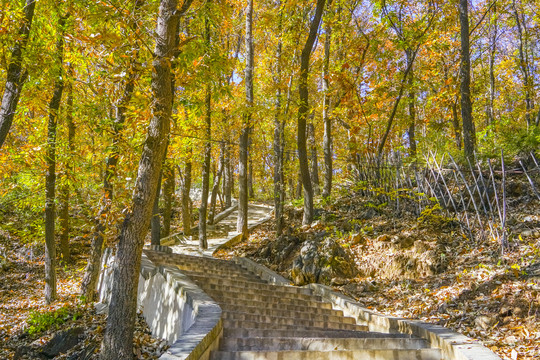 秋天山林步道高清大图