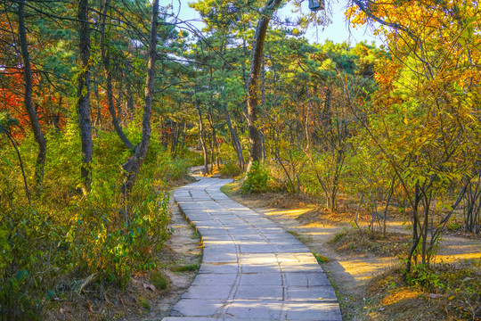 秋天森林小路高清大图