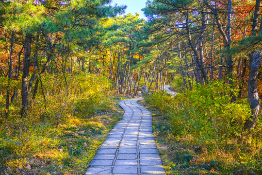 秋天森林小路高清大图