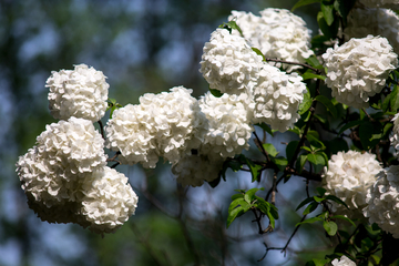 绣球花