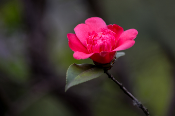 山茶花