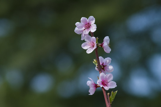 桃花盛开