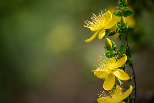 小黄花