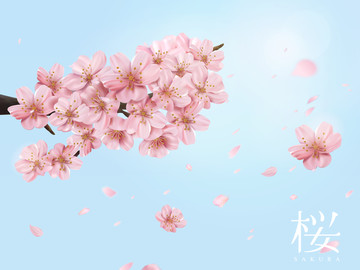 櫻花樹空中特寫