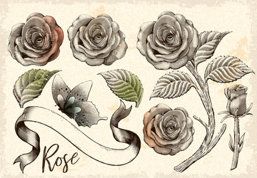 玫瑰花装饰元素