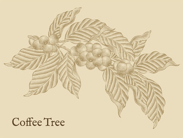 单色咖啡树果实