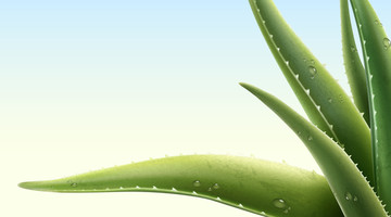 蘆薈植物素材背景