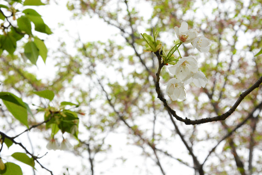 樱花